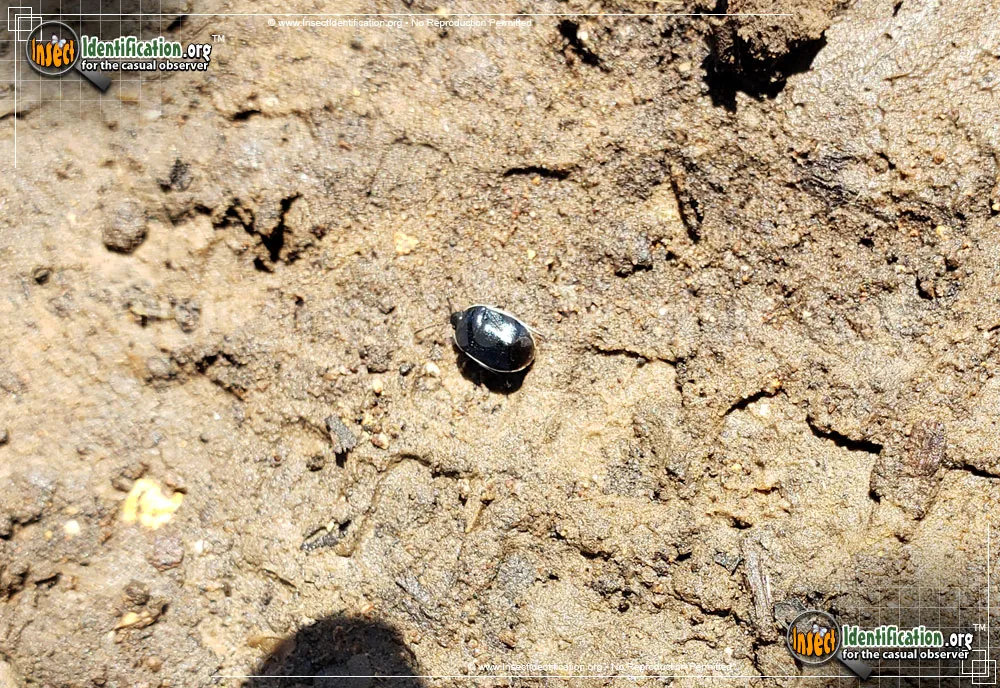 White-margined Burrower Bug - photo 3