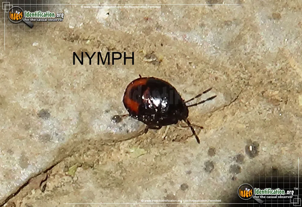 White-margined Burrower Bug - photo 4