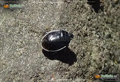 White-margined Burrower Bug - photo 5