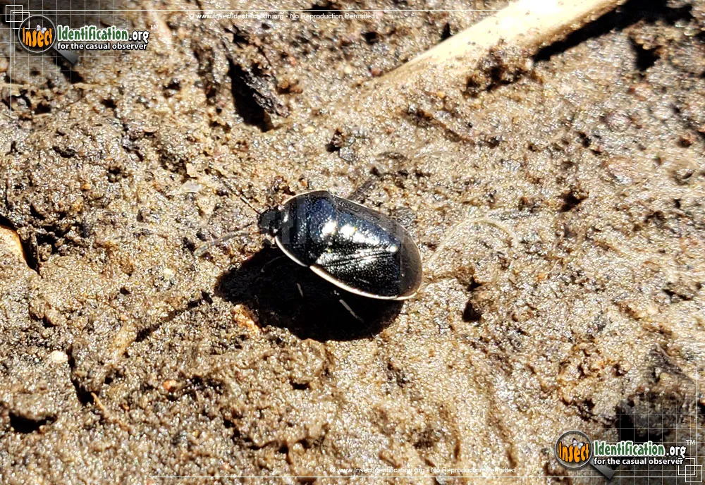 White-margined Burrower Bug - photo 7