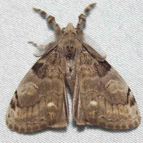 White-marked Tussock Moth