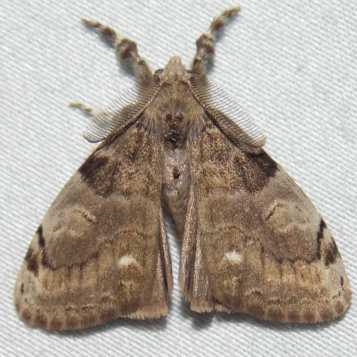White-marked Tussock Moth - photo 3