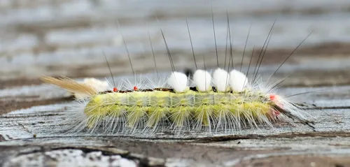 White-marked Tussock Moth - photo 4