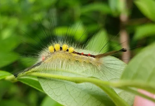 White-marked Tussock Moth - photo 5