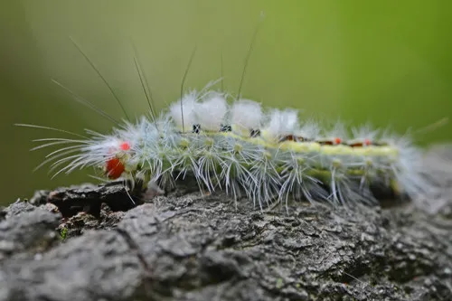 White-marked Tussock Moth - photo 6