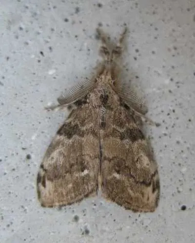 White-marked Tussock Moth - photo 7