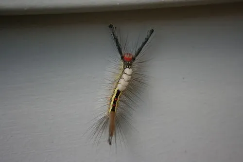 White-marked Tussock Moth - photo 8