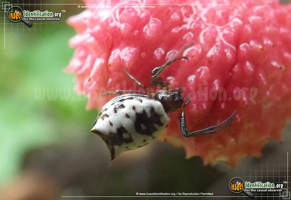 White Micrathena