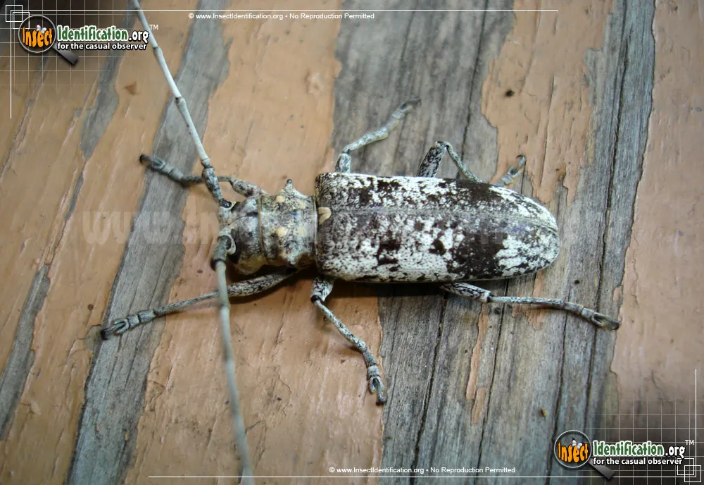 White Oak Borer Beetle