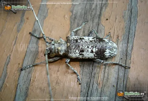 White Oak Borer Beetle - photo 2