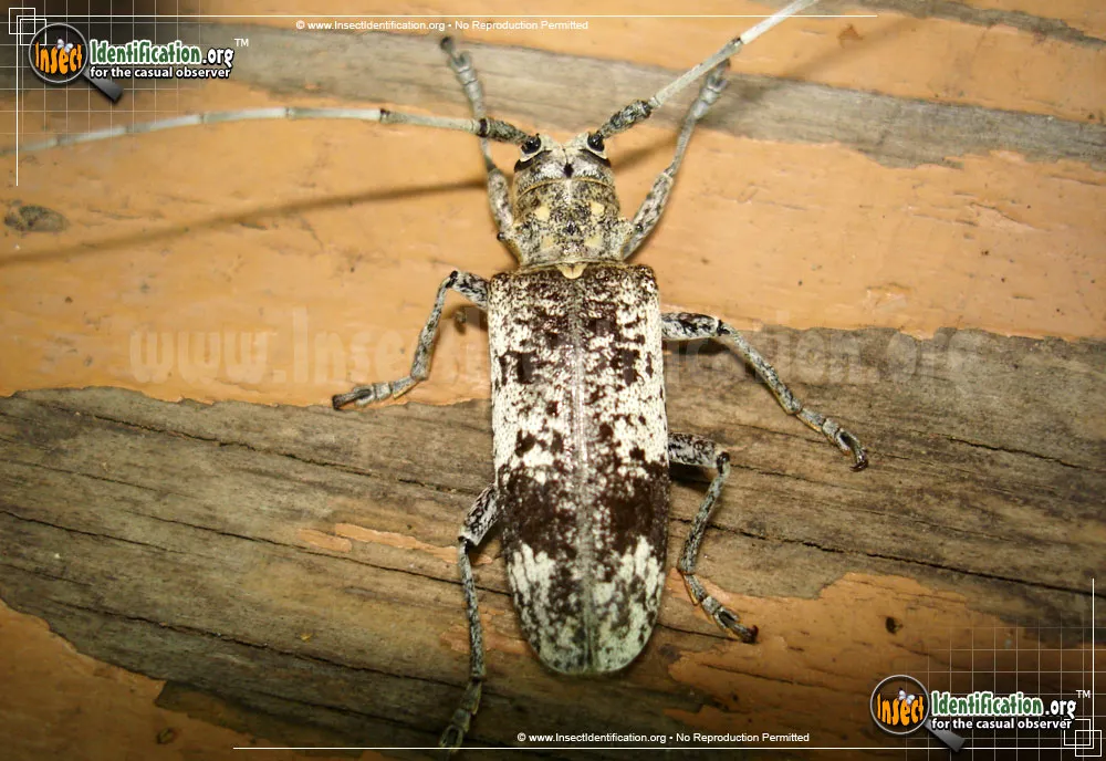 White Oak Borer Beetle - photo 3