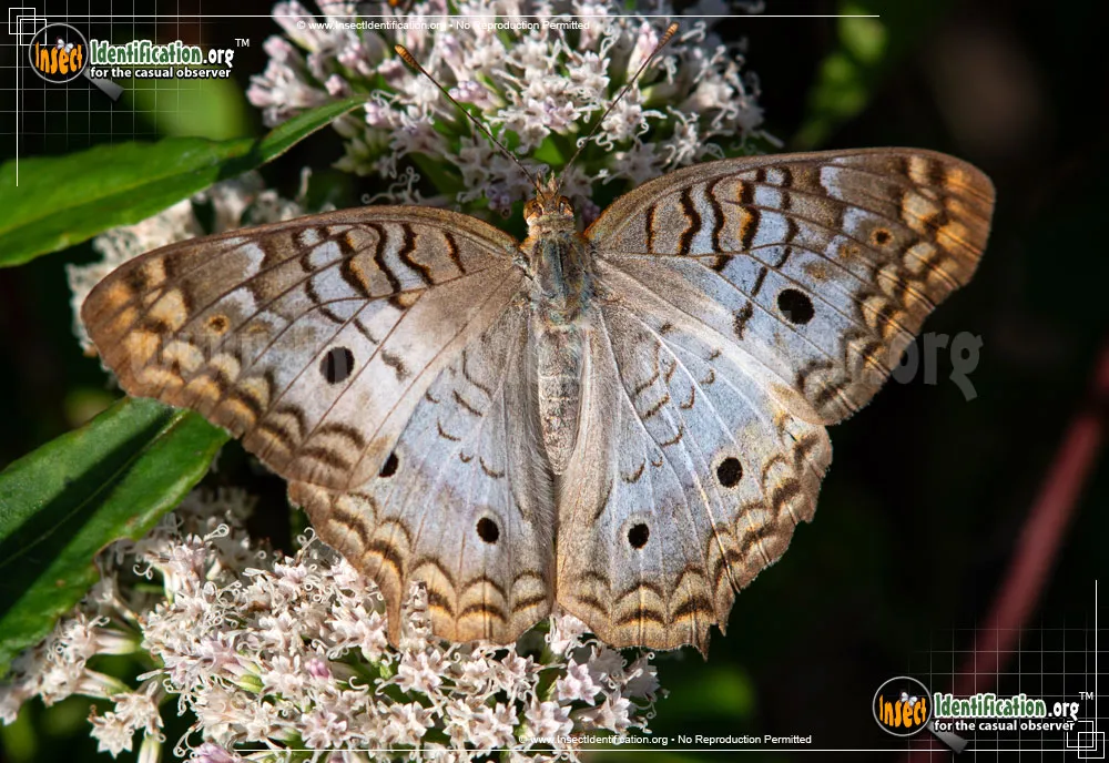 White Peacock Butterfly