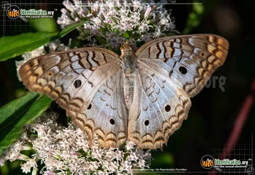 White Peacock Butterfly - photo 2