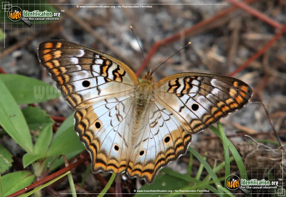White Peacock Butterfly - photo 3