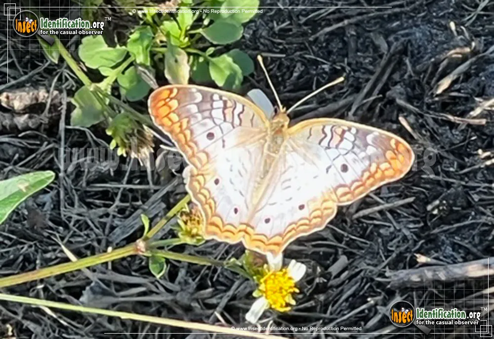 White Peacock Butterfly - photo 5