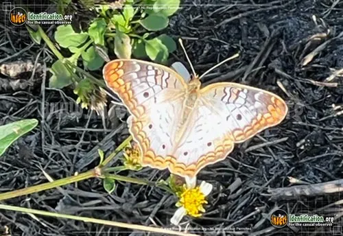White Peacock Butterfly - photo 6
