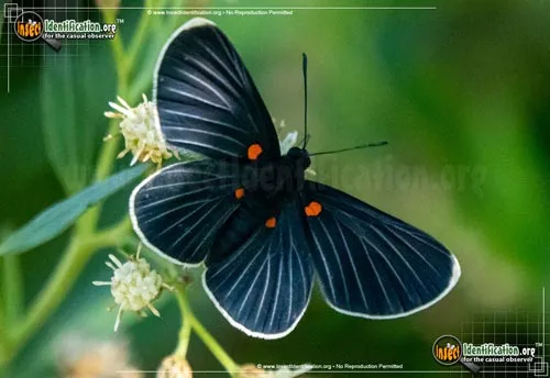 White-rayed Metalmark Butterfly - photo 2