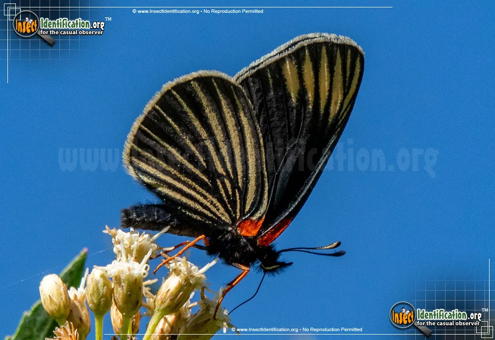 White-rayed Metalmark Butterfly - photo 3
