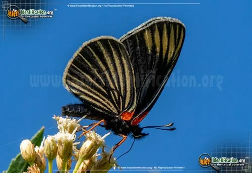White-rayed Metalmark Butterfly - photo 4