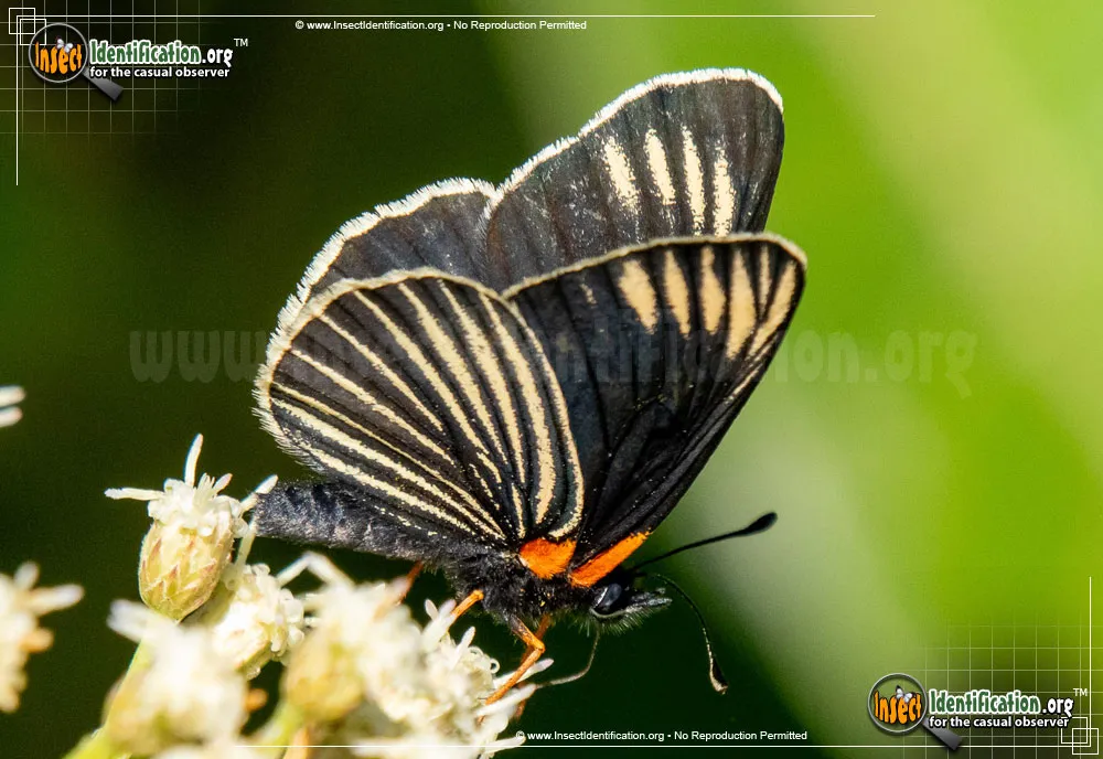 White-rayed Metalmark Butterfly - photo 5