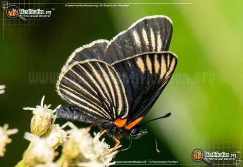 White-rayed Metalmark Butterfly - photo 6