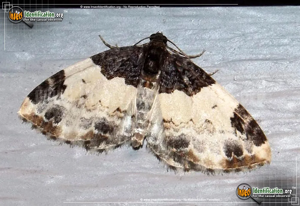 White-ribboned Carpet Moth - Mesoleuca ruficillata