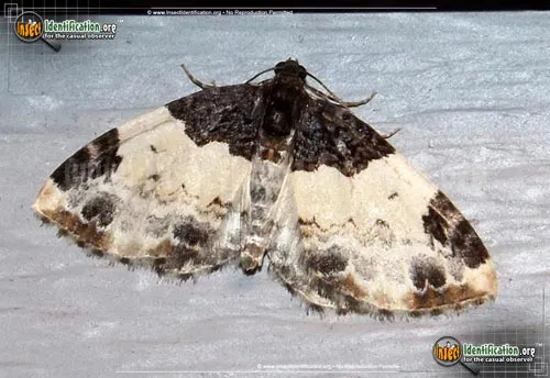 White-ribboned Carpet Moth - photo 2