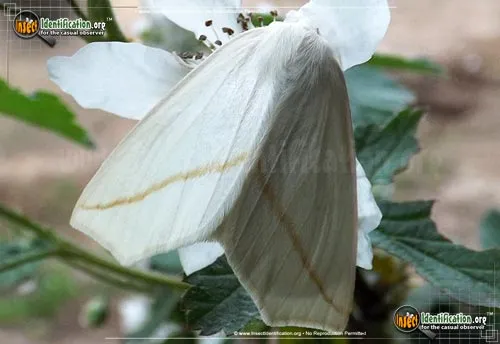 White Slant-line Moth - photo 2