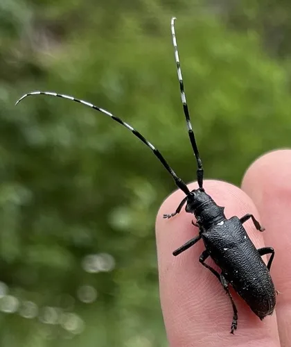 White-spotted Sawyer Beetle
