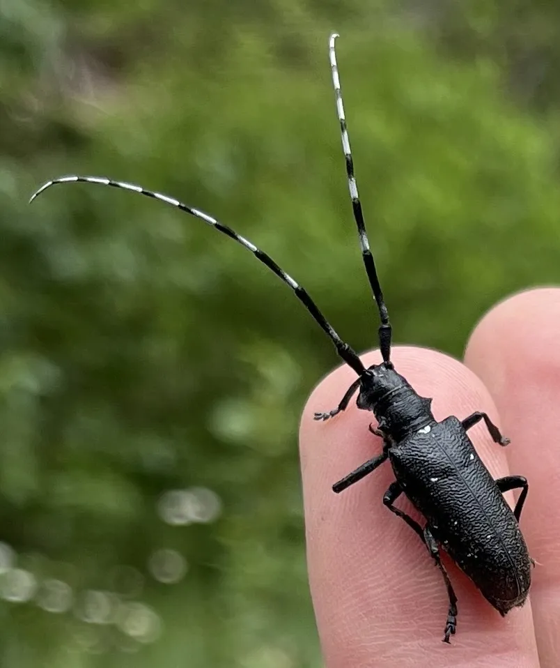 White-spotted Sawyer Beetle - photo 2