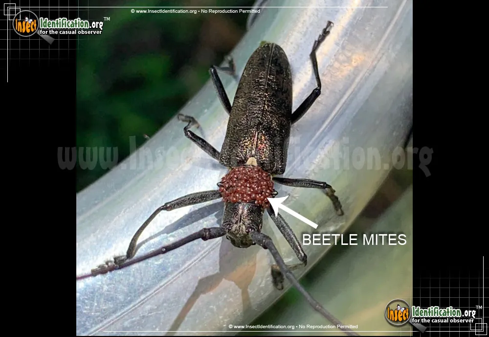 White-spotted Sawyer Beetle - photo 4