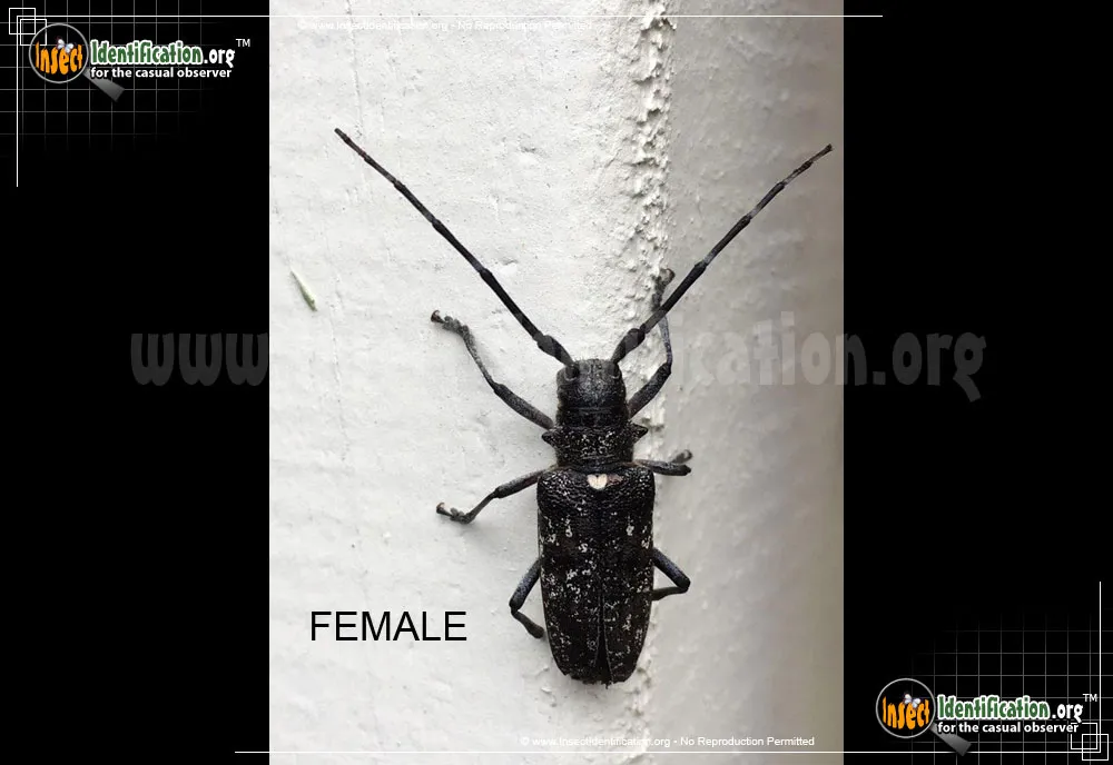 White-spotted Sawyer Beetle - photo 6