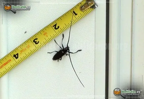 White-spotted Sawyer Beetle - photo 7