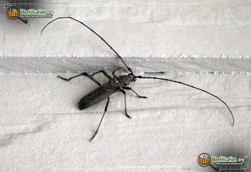 White-spotted Sawyer Beetle - photo 8