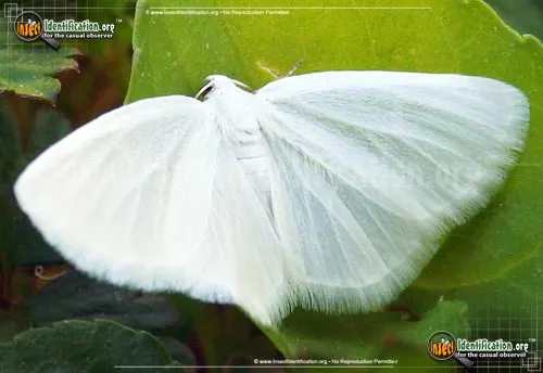 White Spring Moth - photo 2