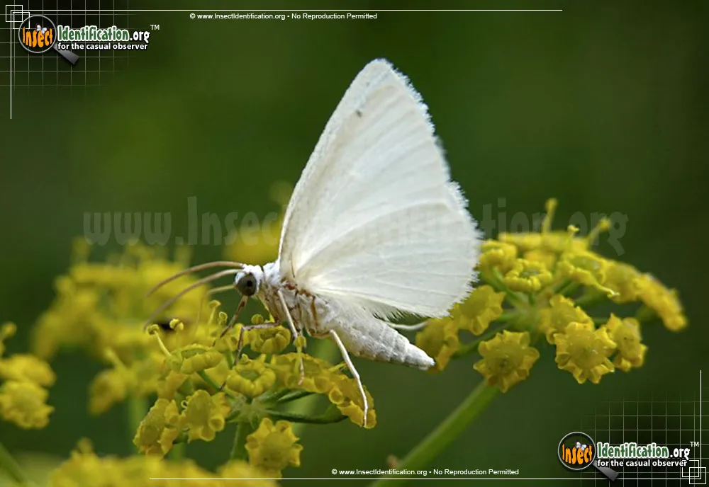 White Spring Moth - photo 3