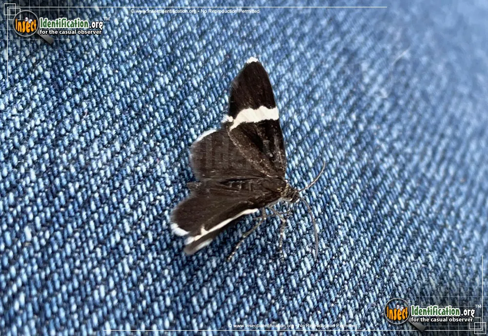 White-striped Black Moth