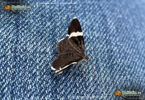 White-striped Black Moth - photo 2