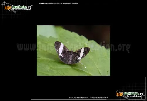 White-striped Black Moth - photo 4