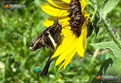White-striped Longtail Skipper - photo 4