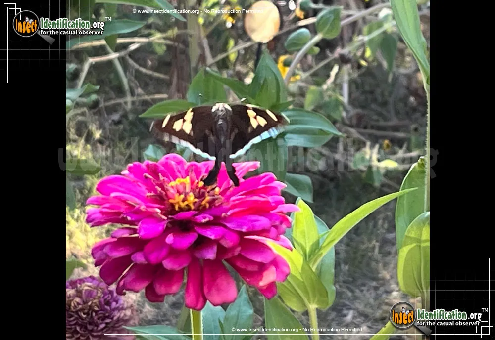 White-striped Longtail Skipper - photo 5