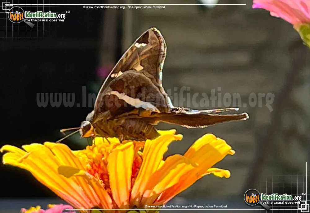 White-striped Longtail Skipper - photo 7