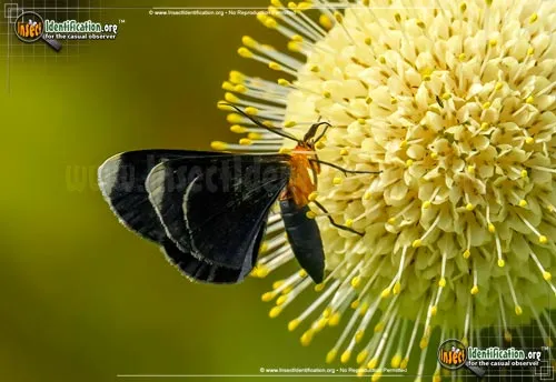 White-tipped Black Moth - photo 2
