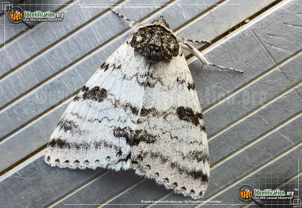 White Underwing Moth - Catocala relicta