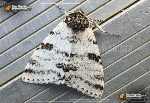White Underwing Moth - photo 2