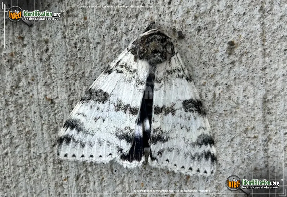 White Underwing Moth - photo 3