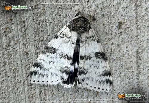 White Underwing Moth - photo 4