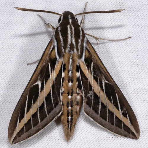White-lined Sphinx Moth - photo 2