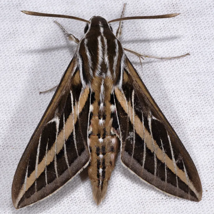 White-lined Sphinx Moth - photo 3