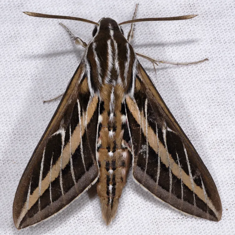 White-lined Sphinx Moth - photo 4